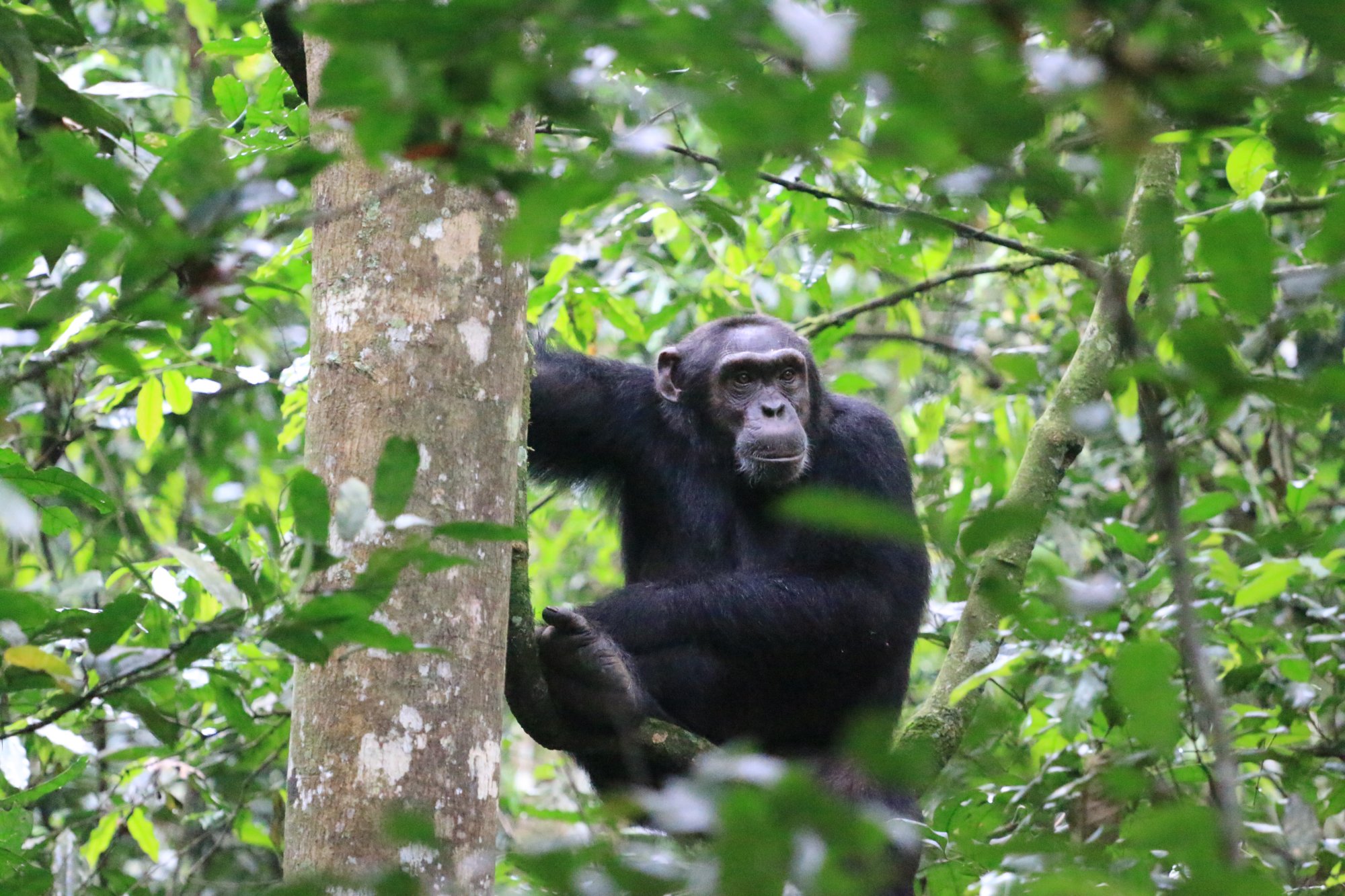 Wilder International partners with SOS Primates