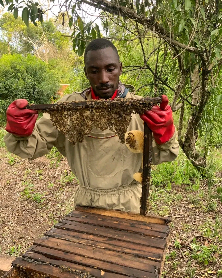 The Zookeepers’ Quest- The Elephant and the Bees