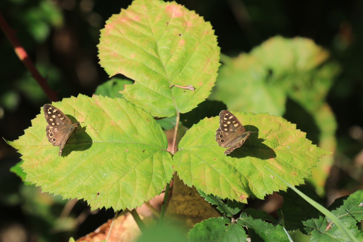 Sutton Bonington Project Update