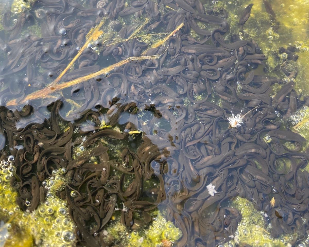 Safeguarding native reptiles and amphibians