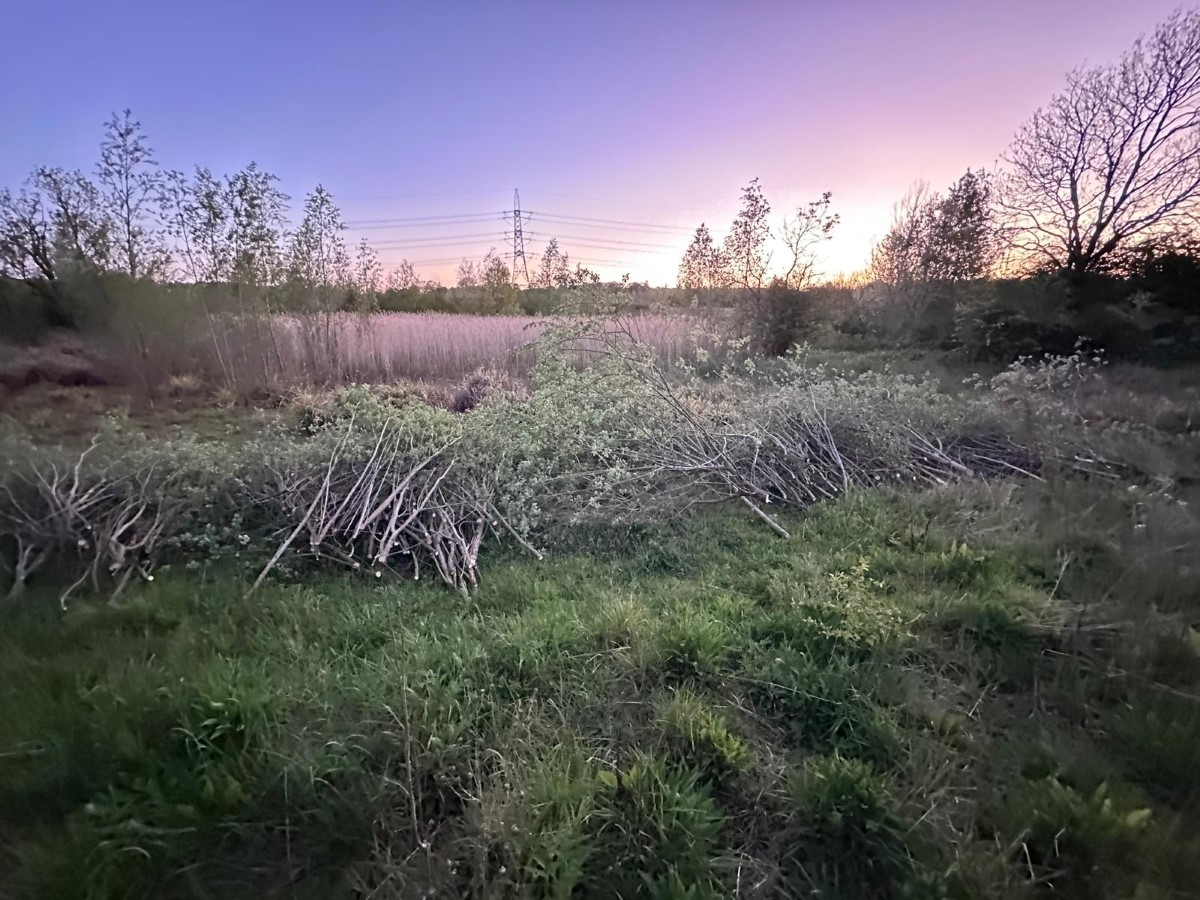 Coppicing in the Soar valley
